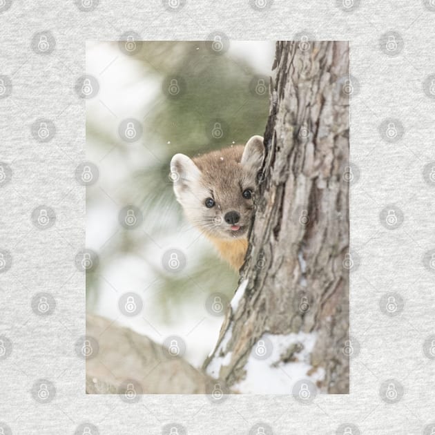 Pine Marten by Jim Cumming